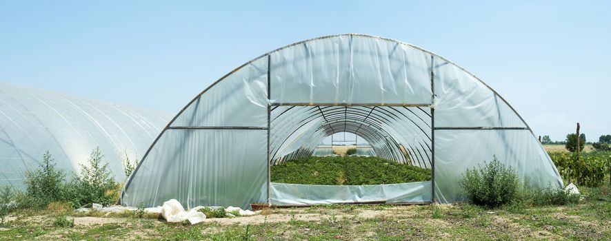 Greenhouses plantations