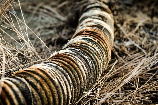 old ribbed hose in a dry grass closeup