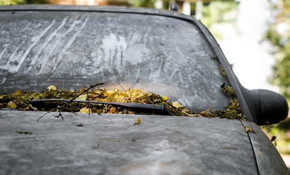 dirty windshield of an abandoned car covered with leaves