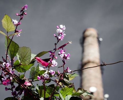 flowers on the background of the factory chimney and gray gloomy sky