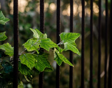 green leaves of a plant against a rusty iron lattice