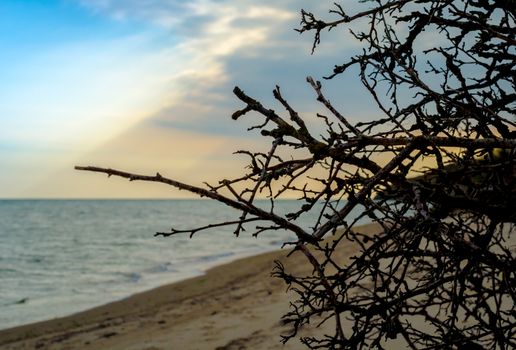 branches of a tree without leaves against the sea and sky with clouds