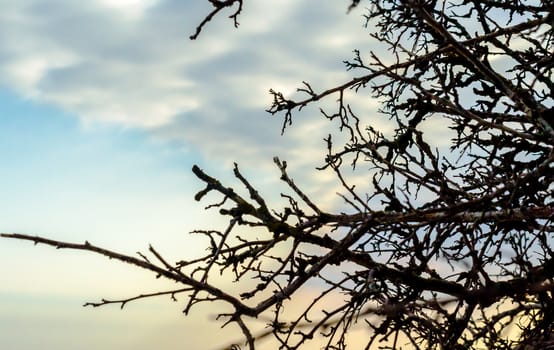 branches of a tree without leaves against a blue sky with clouds