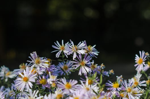 chamomile flowers background