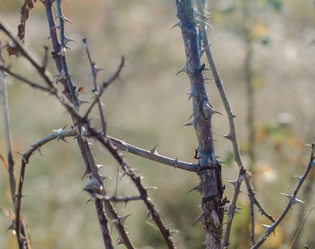 branches of a plant with thorns