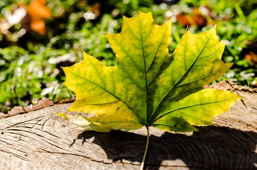 yellowed maple leaf on wooden stump close up