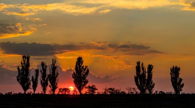 sunset against the backdrop of tall trees and orange clouds