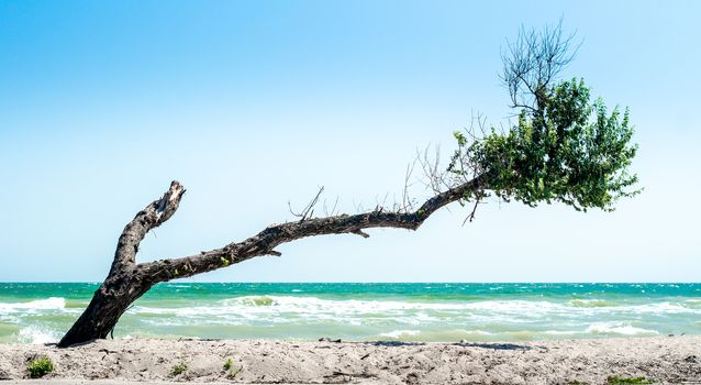curved broken tree with dry twigs and green leaves on the beach against the backdrop of the sea and blue sky