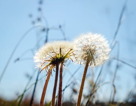 dandelions against the blue sky close up