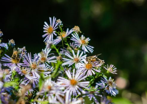 bees on chamomile flowers