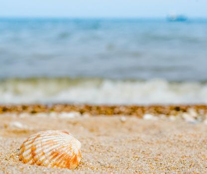 bright striped shell in quartz sand against the blue sea white surf foam and ship's silhouette on the horizon