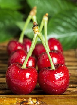 Cherries and branch with leaves. Studio shot