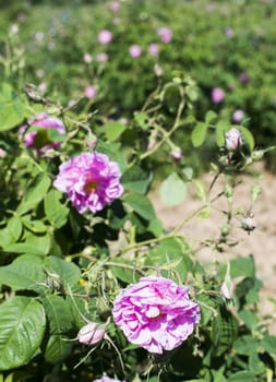 Plantation crops roses. Roses used in perfume industry.