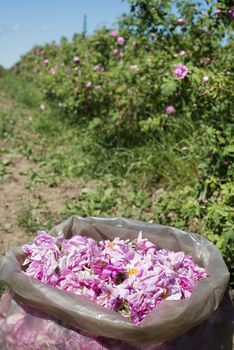 Plantation crops roses. Roses used in perfume industry.