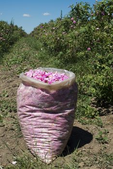 Plantation crops roses. Roses used in perfume industry.