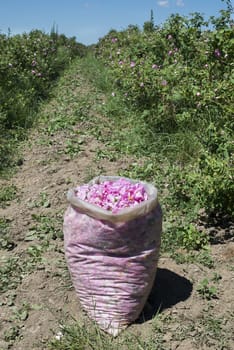 Plantation crops roses. Roses used in perfume industry.