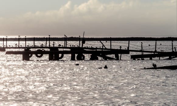 silhouette of an old broken pier with birds in the sea in summer evening