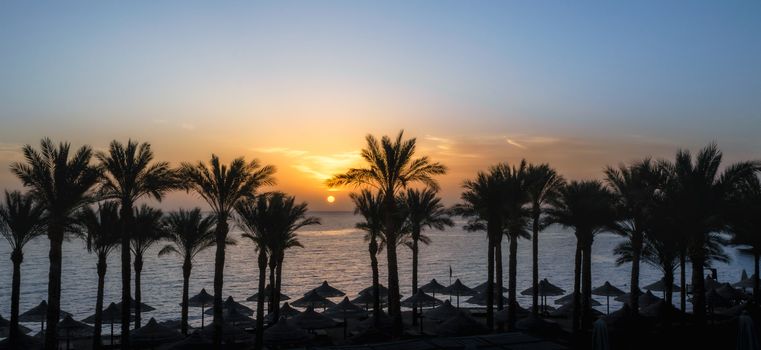 landscape dawn palm trees and a beach with umbrellas in Egypt in Sharm El Sheikh