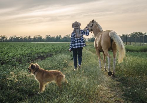 young blonde girl in a hat and a plaid shirt walks with a horse and dog in the evening on a farm in the village