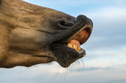 horse teeth on a background of blue sky closeup