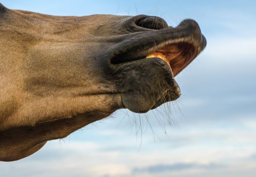 horse lips against the blue sky close up