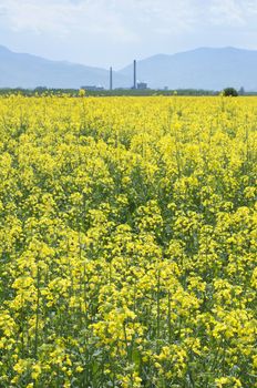 Rape plantation and factory on the background