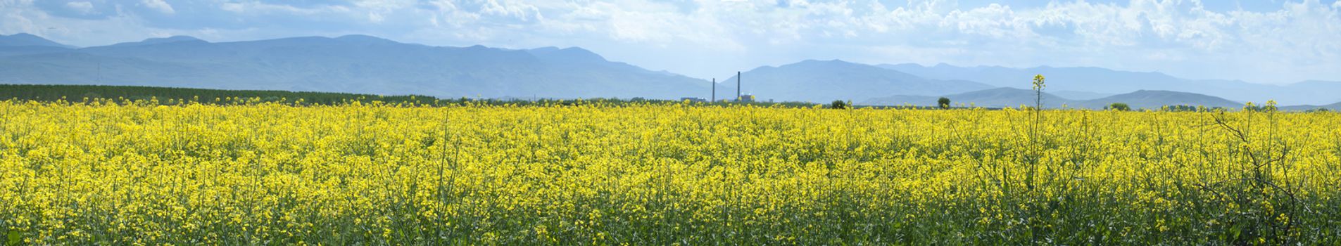 Rape plantation and factory on the background