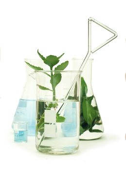 Green plants in laboratory equipment on white background