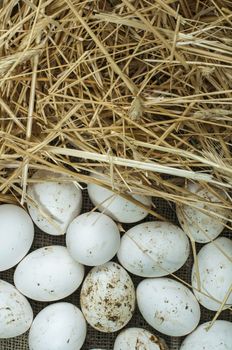 Organic white eggs from domestic farm. Eggs and straw