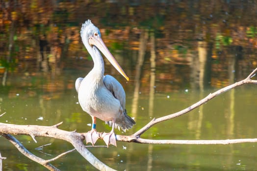Pelican sitting on a branch above water.
