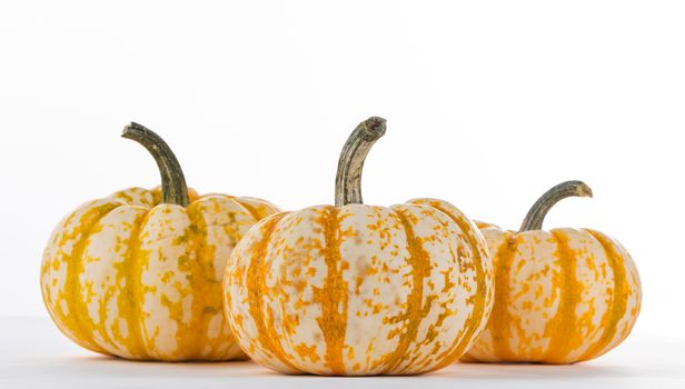 Three striped yellow pumpkins isolated on white background , Halloween concept