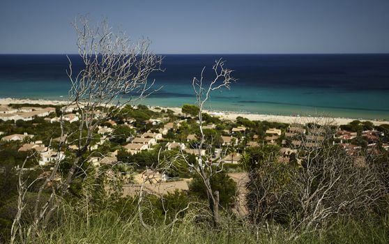 Detail of a shrub that is now dead and dried by the heat and summer droughts with behind the background of the village of Costa Rei in southern Sardinia.
