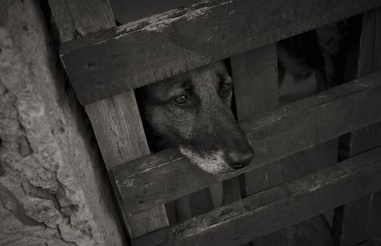 Dog gazing out of his cage with the hope in his eyes that one day he could breathe the air of freedom again.