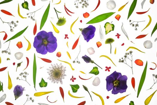 Blooming Colorful Flowers Pattern Background