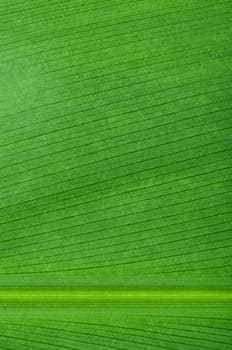 Natural background of green leaf. Close up leaf surface