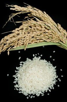 Rice baldo on black background.Rice branch