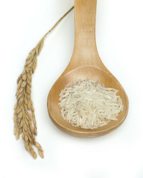 Basmati rice in wooden spoon on white background.Rice branch