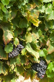 Vineyards and grapes close up