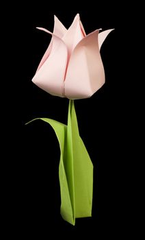 Pink tulip isolated on black background. Paper made flowers.