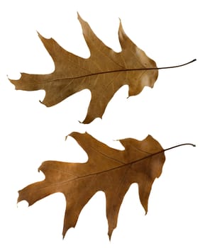 Autumn leaves set. White isolated.