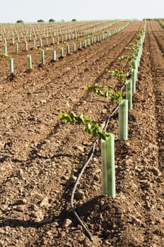 Newly planted vineyards in a row