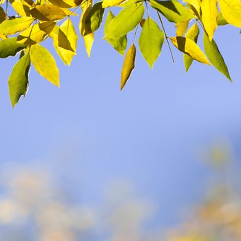 Natural background with autumn leaves.Blue sky copy space