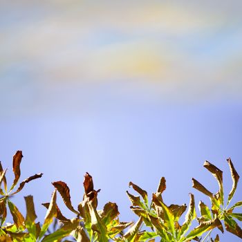 Natural background with autumn leaves.Blue sky copy space