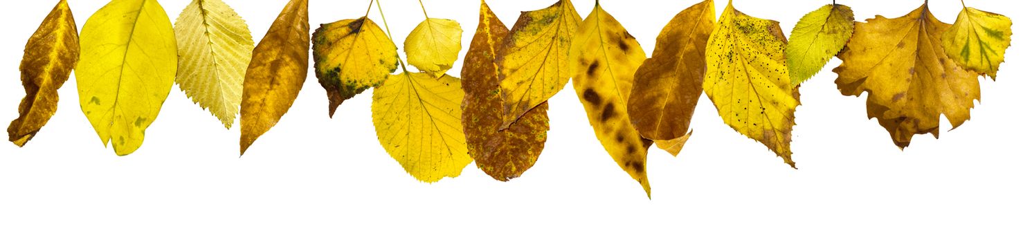 Border of autumn leaves.White isolated copy space. 