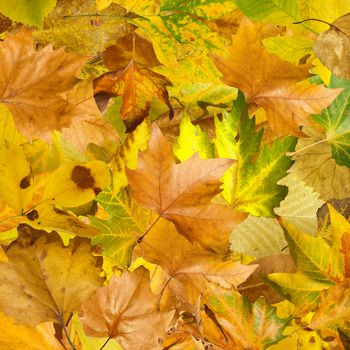 Autumn leaves background. Pile of leaves close up