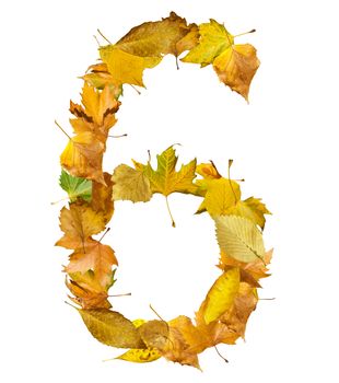 Number six made of autumn leaves. White isolated