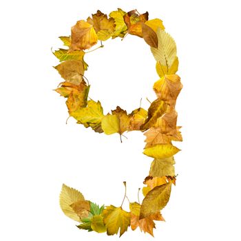 Number nine made of autumn leaves. White isolated