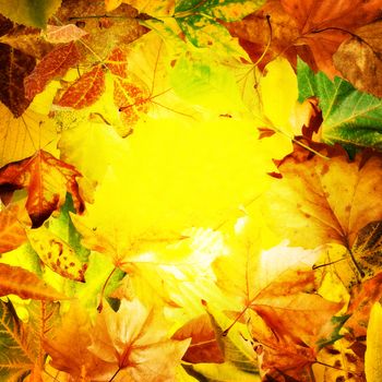 Border of autumn leaves.Yello leaf copy space