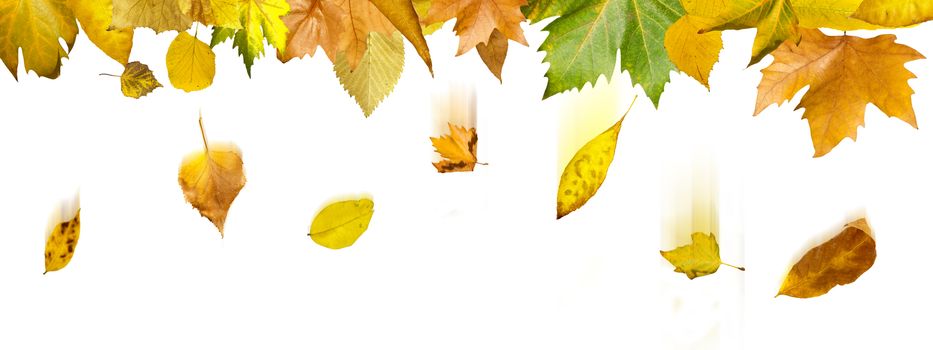 Border of autumn leaves.White isolated copy space. 