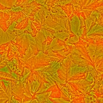 Autumn leaves pastel colors background. Pile of leaves close up.